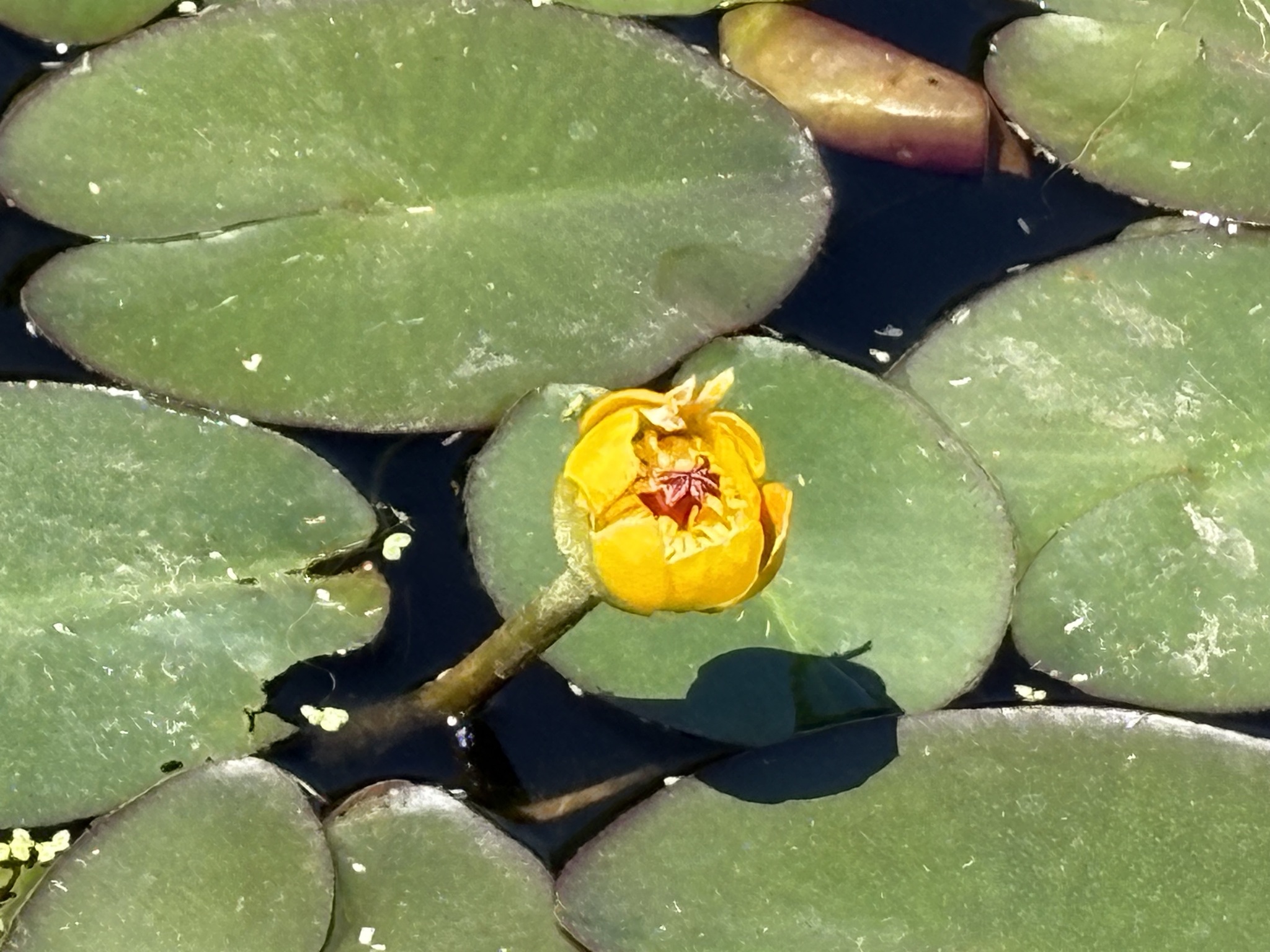 Nenúfar amarillo