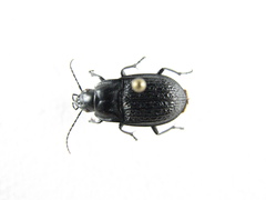Dicaelus sculptilis