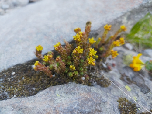 Alpine stonecrop