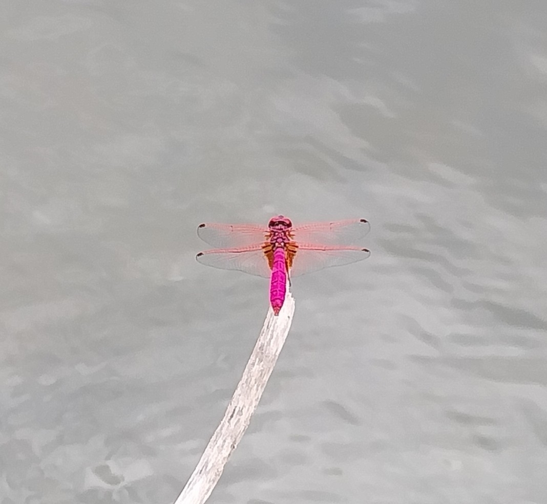 Crimson Marsh Glider