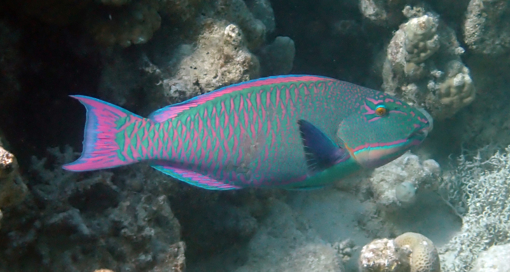 Bicolour Parrotfish