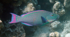 Bicolour Parrotfish photo 1