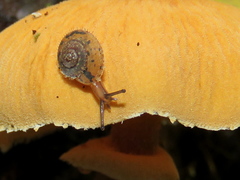 Stygius aculeatus