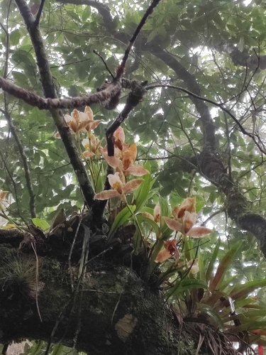 Lycaste deppei, photograph 1
