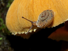 Stygius aculeatus