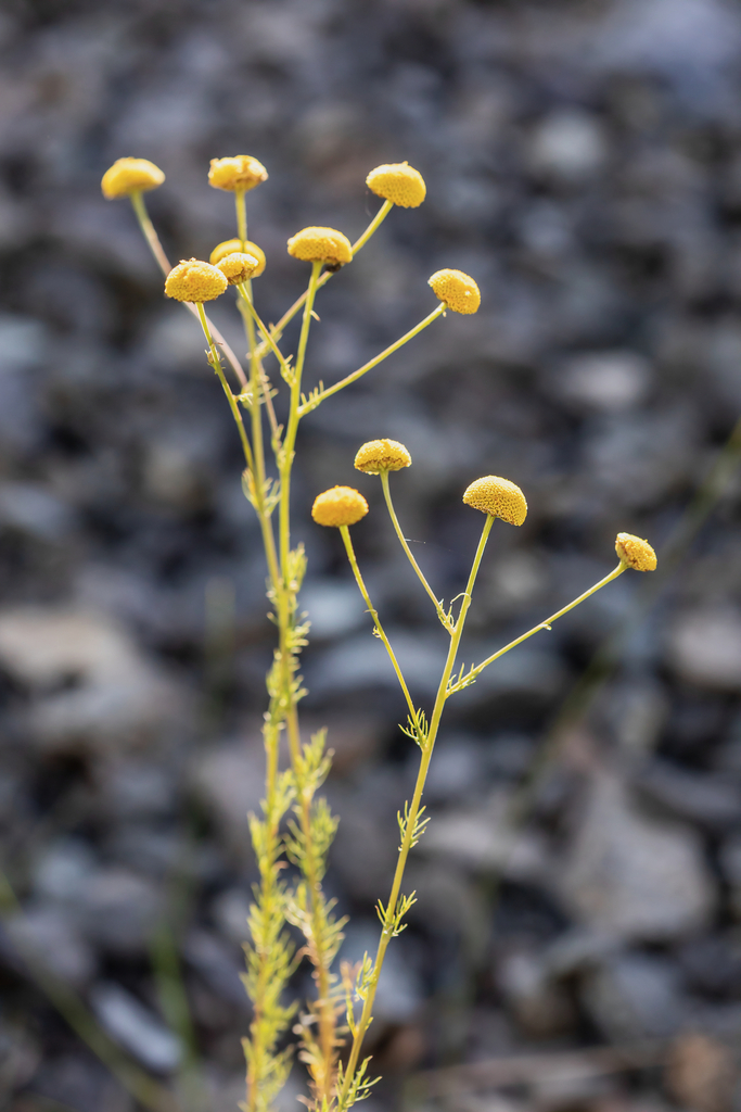 Tripleurospermum tempskyanum