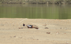 Haematopus ostralegus