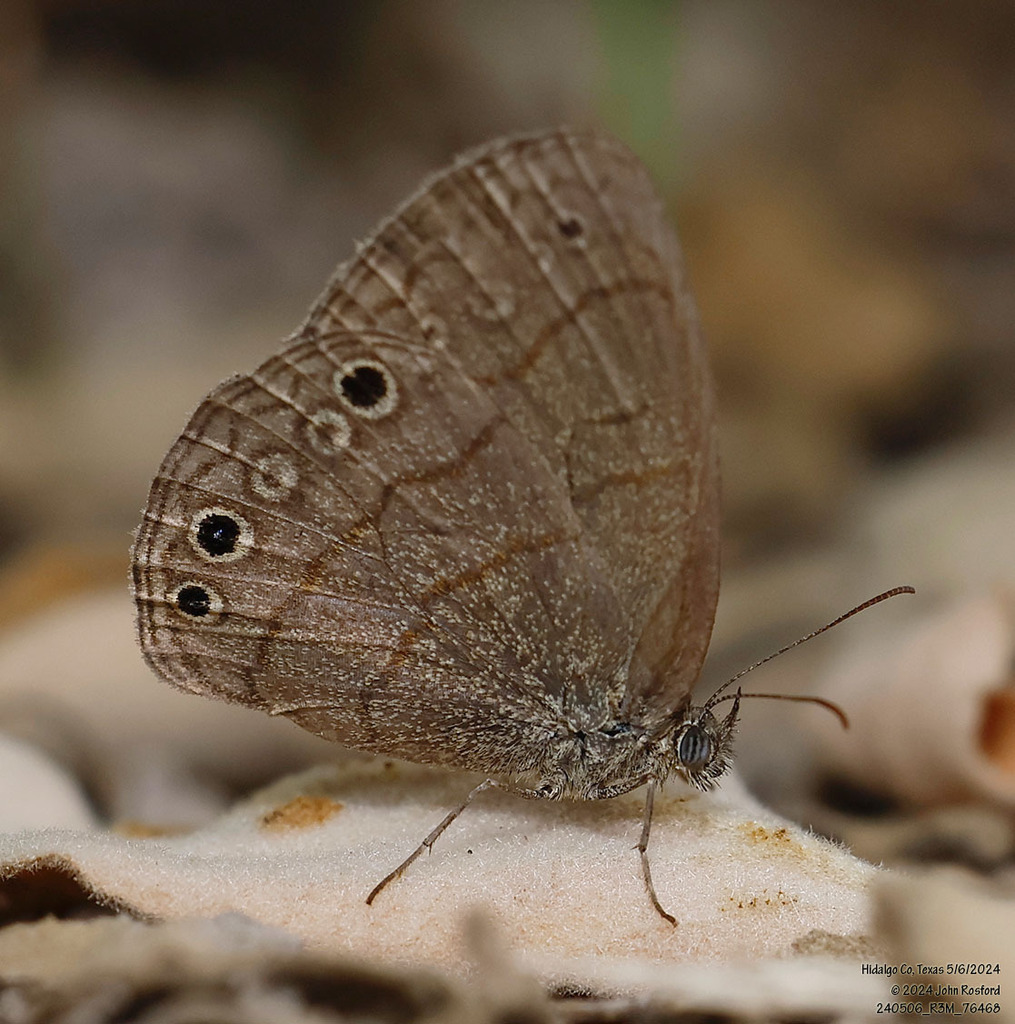 South Texas Satyr