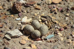 Haematopus ostralegus