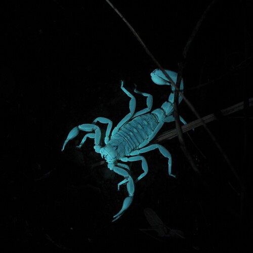 Stripe-tailed Scorpion photo 5