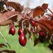 Prunus cerasifera pissardii - Photo (c) Юрий Данилевский (Yuriy Danilevsky), algunos derechos reservados (CC BY), subido por Юрий Данилевский (Yuriy Danilevsky)