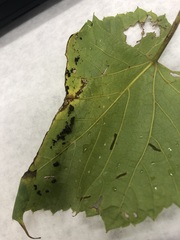 Desmia funeralis