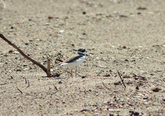 Charadrius dubius