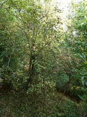 Prunus cerasifera pissardii