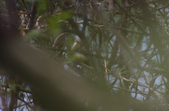 Acrocephalus dumetorum