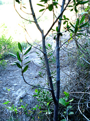 Diospyros dichrophylla