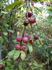 Prunus cerasifera pissardii
