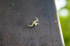 Thomisus okinawensis