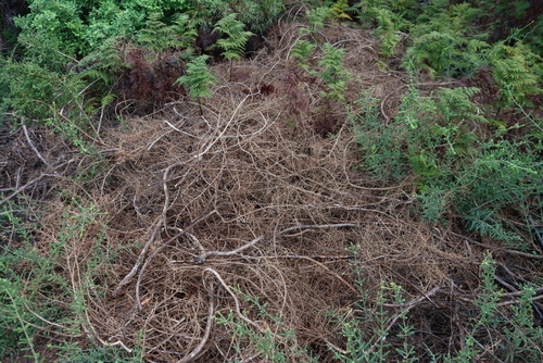 Melaleuca densa, photograph 3