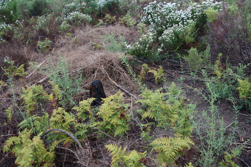 Melaleuca densa, photograph 1