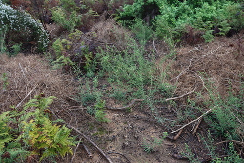 Melaleuca densa, photograph 2