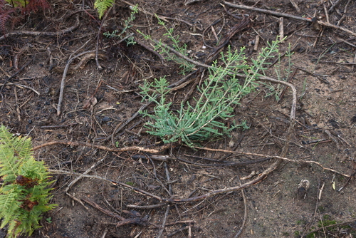 Melaleuca densa, photograph 6