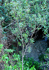 Diospyros dichrophylla