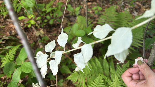 Celastrus orbiculatus iNat (2)