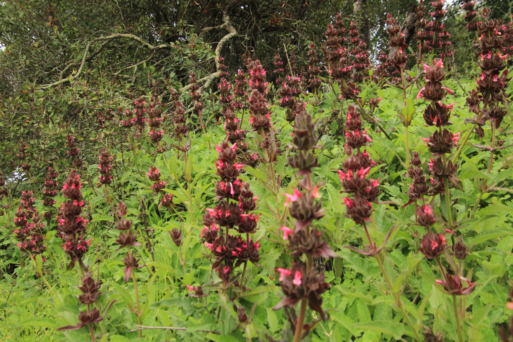 Salvia spathacea
