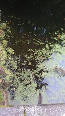 Lemna minor