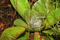 Gibbiflorae