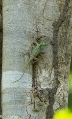 Anolis dominicensis