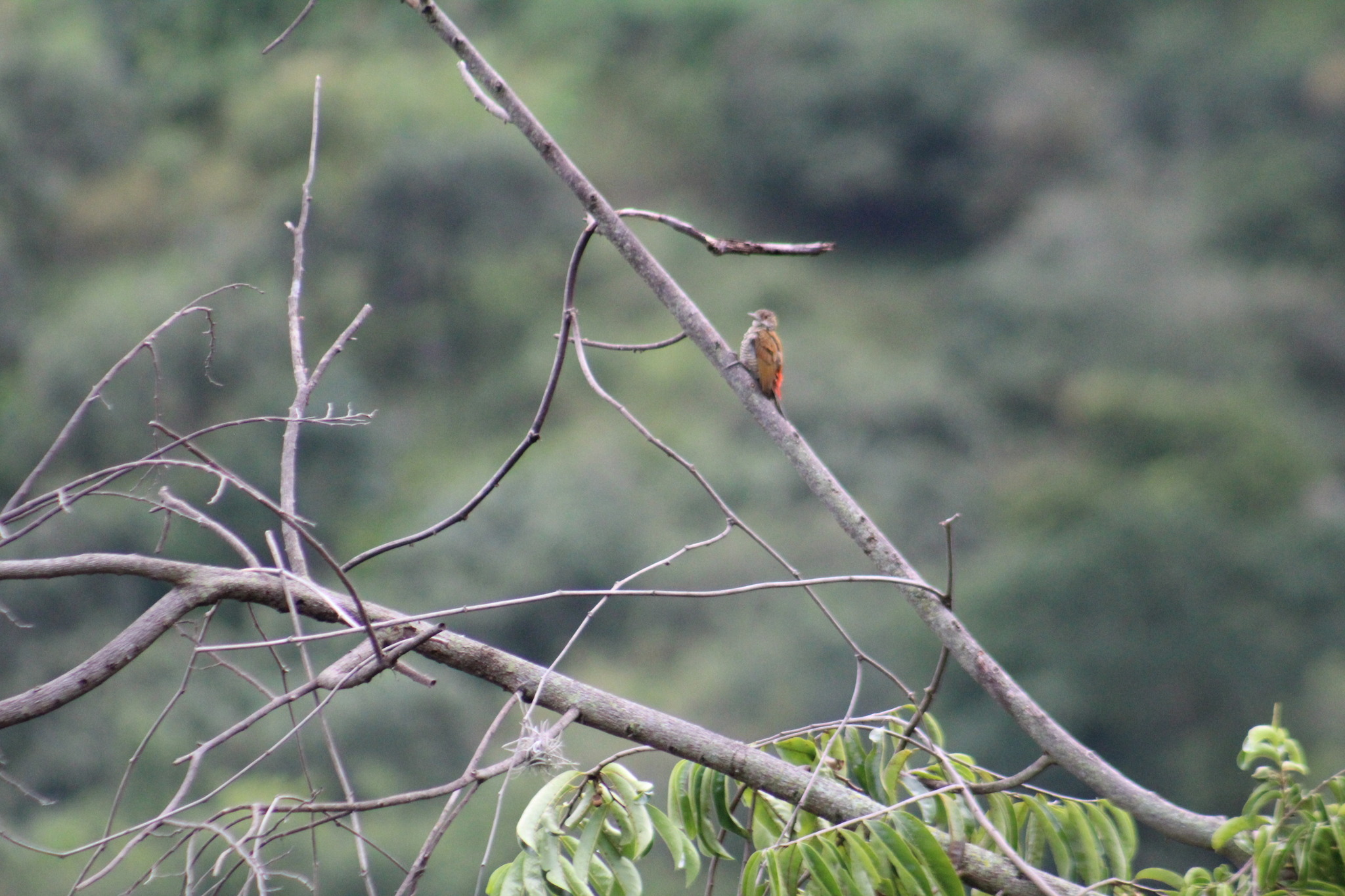 Red-rumped Woodpecker (Veniliornis kirkii), photo 9