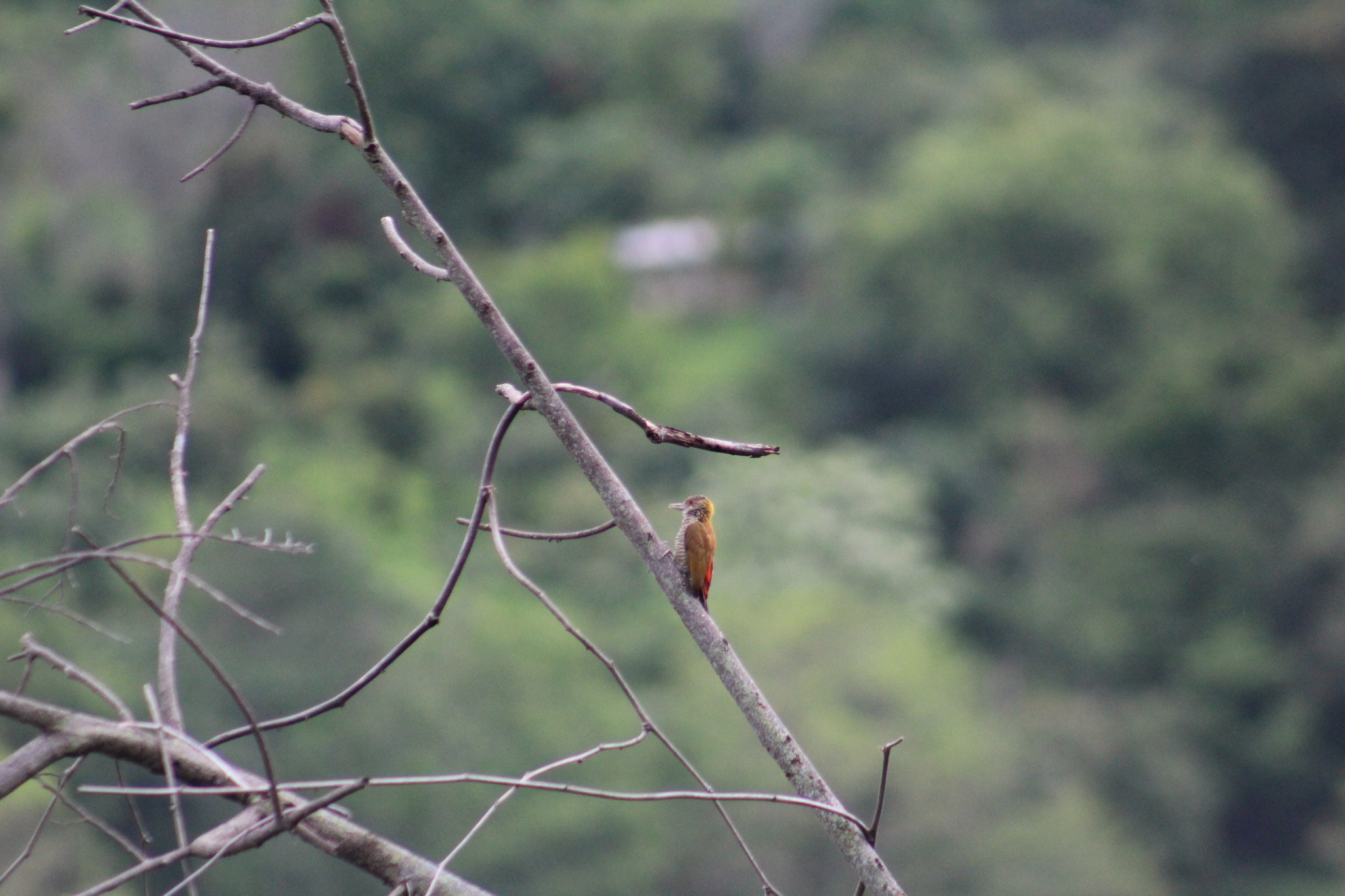 Red-rumped Woodpecker (Veniliornis kirkii), photo 10