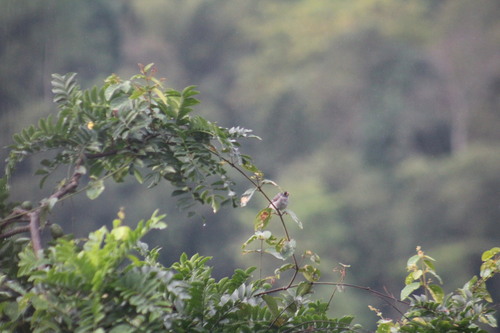 Grey Seedeater (Sporophila intermedia), photo 10