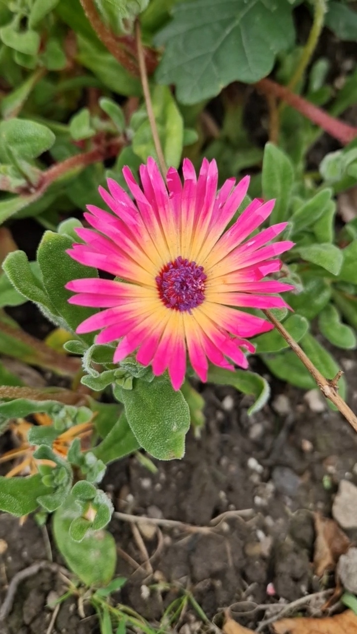 Imagem de margarida-do-cabo
