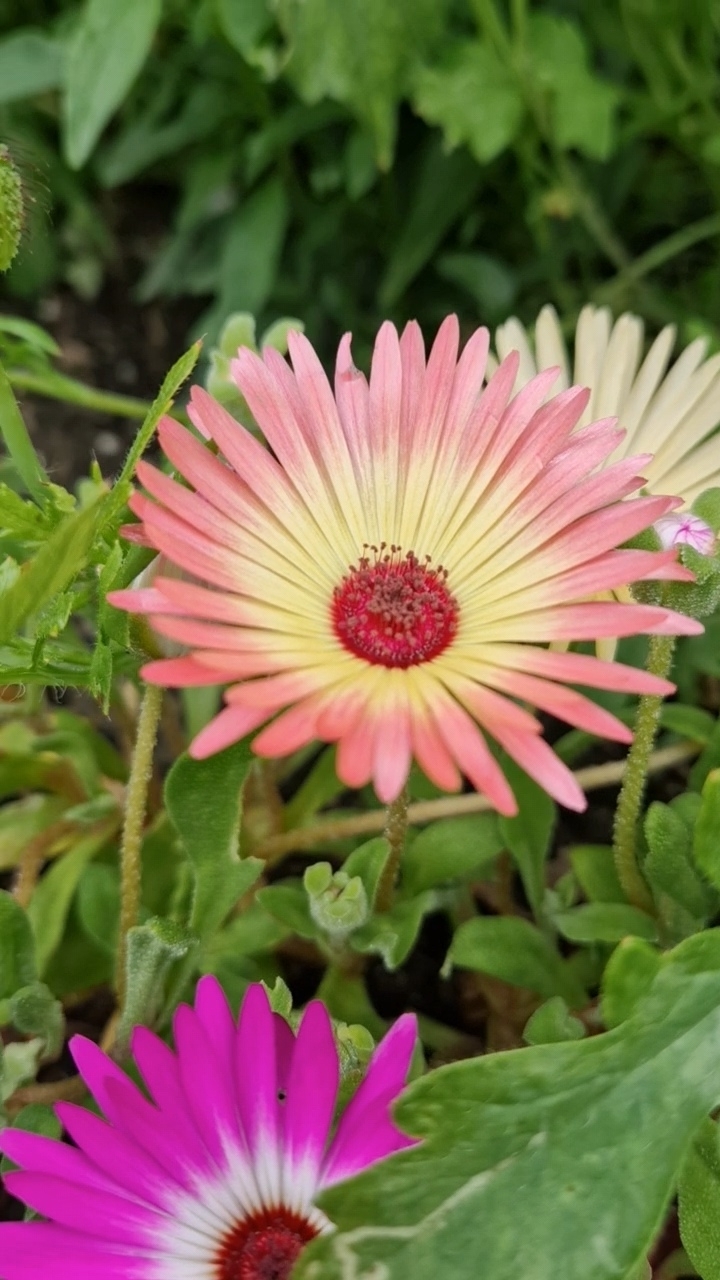 Imagem de margarida-do-cabo