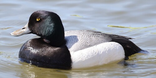 Porrón bastardo (Aythya marila)