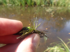 Ceratophyllum echinatum