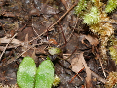 Corybas confusus
