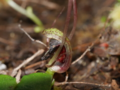Corybas confusus