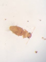 Ptiliidae