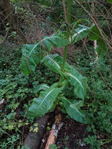 wild teasel