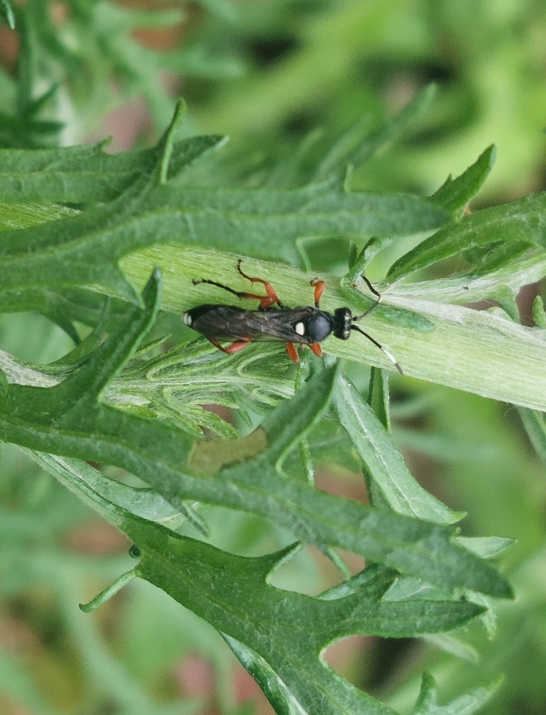 Virgichneumon maculicauda
