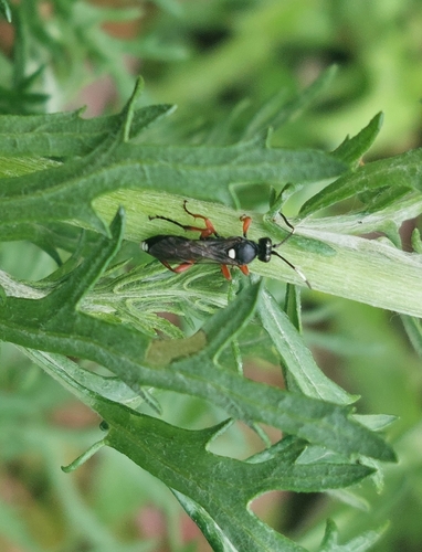 Virgichneumon maculicauda
