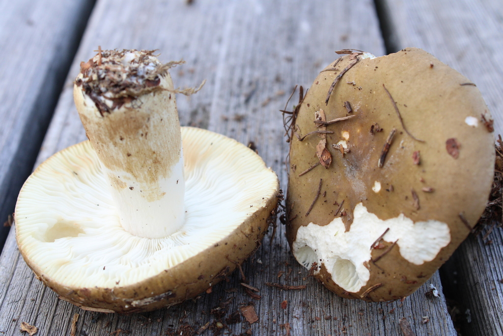 Russula clavipes