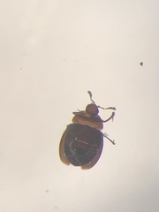Corylophidae