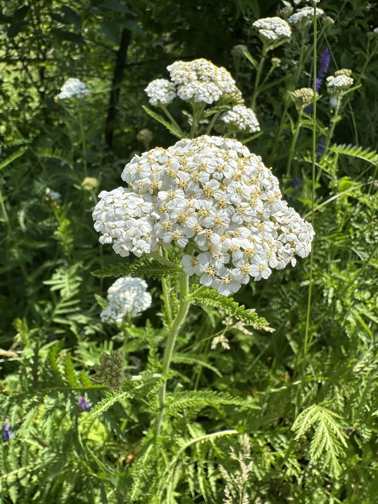 Common Yarrow