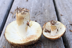 Russula clavipes