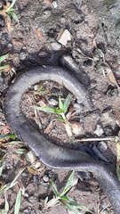 Gymnophiona